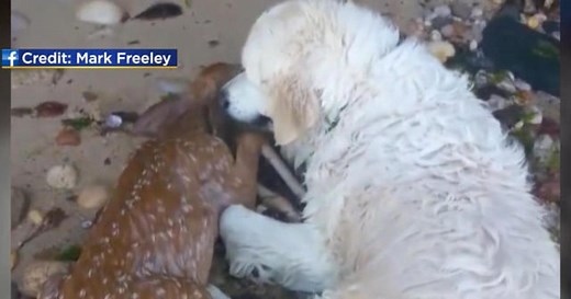 Dog helps rescue deer