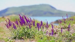 Free Mountain Videos: 4K & HD | No Watermark | Download Now