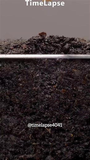 Growing Eggplant in a Time Lapse
