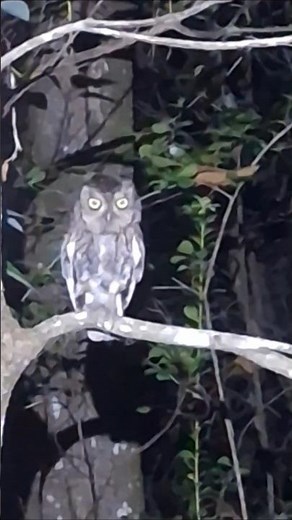 This owl had its eyes on me 🦉👀