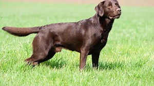 What Kind of Dog Is Zuma From Paw Patrol? Breed Information, Pictures, and Facts