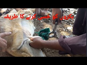 Castration in Bucks|How to use Burdizzo|castrator|Dr.M.Asif