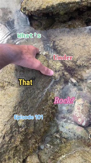 Replying to @Shellcadefan I cant believe i found this! whats under that rock? Episode 101! #shellcade #fyp #seashells #shells #whatsunderthatrock