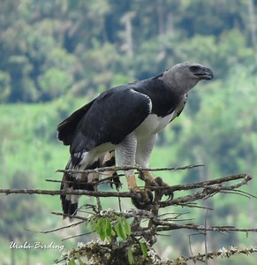 Águila Arpía/Harpy Eagle/Harpia harpyja | Birds Colombia|La Voz de las Aves