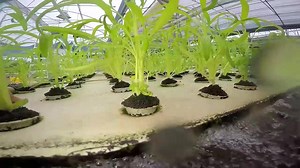 309 reactions · 76 shares | Learn Aquaponics. Grow your own Fish and Vegetables for Home, Farm and Profit. 10th Online Course starts 6th October! | Aquaponics Design Course | Facebook