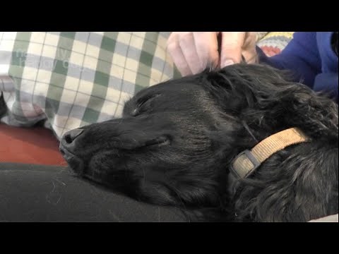 Grief and pet loss – symptoms you may experience