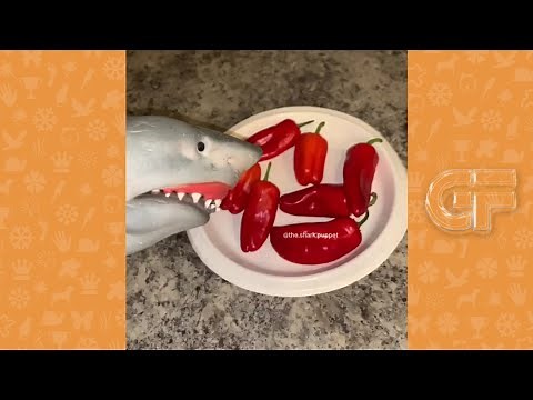 Funny Shark Puppet Tik Tok 2020 - Try Not To Laugh Challenge Watching Shark Puppet TikToks