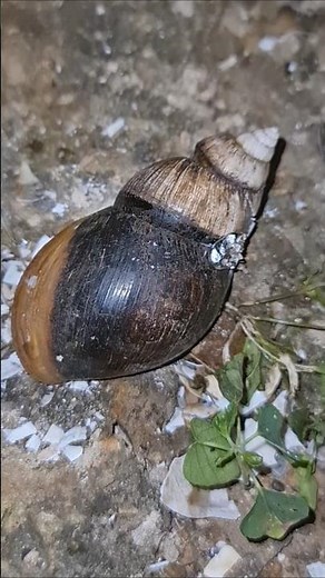 How to fill a snail shell with lead water on the rock!