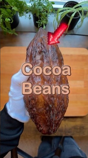 why cocoa beans taste NOTHING like chocolate... 🍫🤔