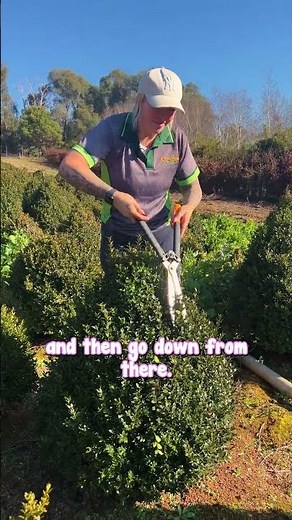 The Best Guide on How to Trim an English Box Cone.