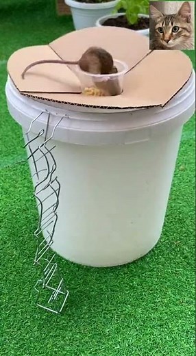 LOL! Tall trap worked, mouse shocked inside? Watch the crazy catch #mouse #trap #funny
