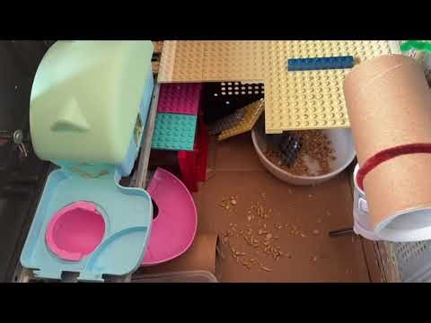 Hoomie walking around on their recycled and diy cage made of computer shell