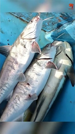 Back to Back Marine Cat Fish Caught in Deep Sea #fishing #fishingvideo #fishingtime