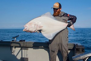 What is the average size halibut caught in Alaska? [2025] | QAQooking.wiki