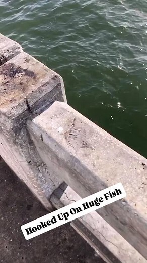 Hooked Up On A Huge Fish! With all the crazy catches this week from Mako Sharks to Yellowfin Tuna off the piers we wanted to find a clip showing how much pressure and drag you can apply with a conventional lever reel. This video did not disappoint!! @fasttway recording @727_slobs putting some series pressure on a massive Goliath Grouper and even using his hand to lock down that drag. This puts a crazy amount of pressure on the fish and it is a battle of inches to keep that Goliath grouper out of