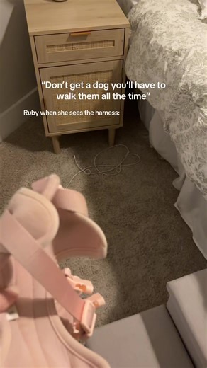 If you’re looking for an active dog this is not the breed for you. ANYTHINGGGG to keep napping on the couch. Dont mind my nail polish stain on my bed skirt. It adds character #cavalierkingcharlesspanielpuppy #cavaliersoftiktok #kingcharlescavalier #dogsoftiktok #ckcs