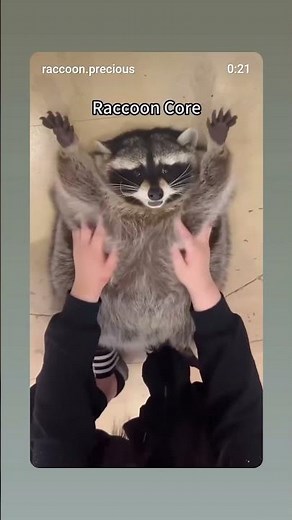 Coon core #foryou #ftg #ftb #memes #followformore #funnyshorts #raccoon #cute #cuteanimals