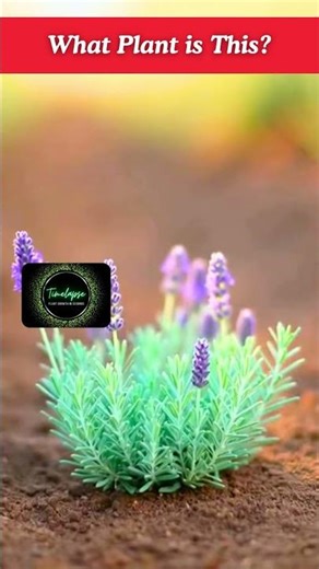 Lavender Growth Timelapse | Bud to Bloom