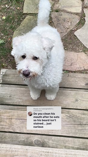 How do you clean a dog’s face after they eat raw food? 💧 This is what I do everyday once my dogs have finished eating their food. 😳 In the past, I used to put Nolo in the tub and wash his face with dog shampoo after every meal. I quickly realised this was very bad for his skin and hair. Constantly soaping up Nolo’s beard led to very dry, itchy skin and extremely discoloured fur/hair. So I stopped. 🦠 As a germaphobe, this was difficult to deal with once switching my dogs from cooked food to ra