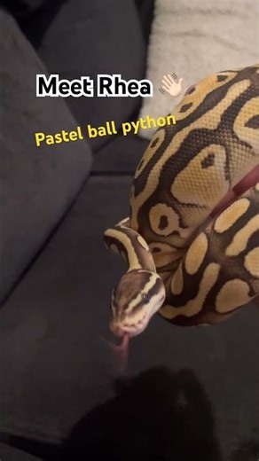 She is definitely one of my “friendliest” ball pythons.