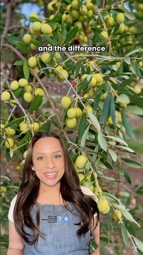 Olives: The Surprising Truth Revealed