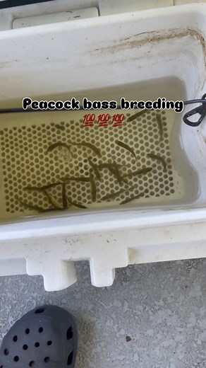 33K views · 1.9K reactions | Breeding peacock bass and red dovii cichlid breeding fish farm dreams #florida #fishing #reels #fyp | Jay Miller | Facebook