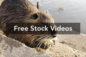 Beaver Videos, Download The BEST Free 4k Stock Video Footage & Beaver HD Video Clips