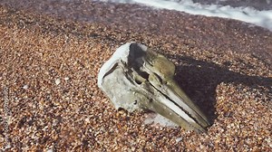 Waves washed up common porpoise (Phocoena phocoena) skull on a sandy beach. The death of dolphins in the Sea of Azov