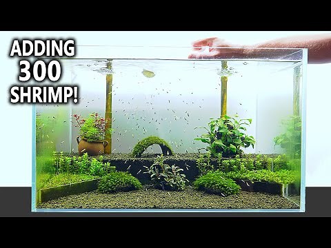 The Shrimp Nursery: NEW Shrimp Tank Setup for Caridina (Step by Step Aquascape Tutorial)