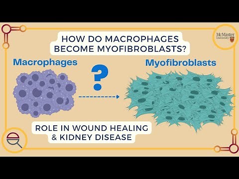 The Macrophage-Myofibroblast Transition | Its Role in Wound Healing & Kidney Disease