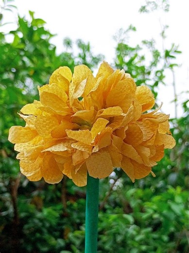 How to make a Hydrangea Flower from paper towels #shortsviral #diy #art #rose #aesthetic
