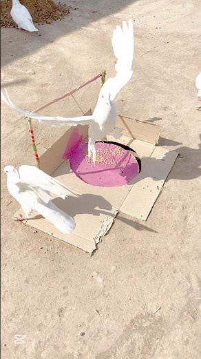 Bird trap | amazing trap \ #shorts #short #viral #foryou