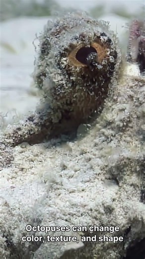 How Octopuses Escape Almost Anything – Masters of Disappearing! 🐙” #nature #sealife #animals