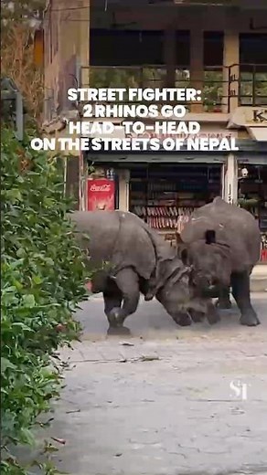 A pair of one-horned rhinoceros fight fiercely on the streets of Nepal