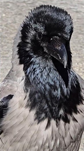 This Crow Looks Shocked by the Noise 😄