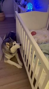 Husky Gently Protects Sleeping Baby – Adorable Bond Caught on Camera