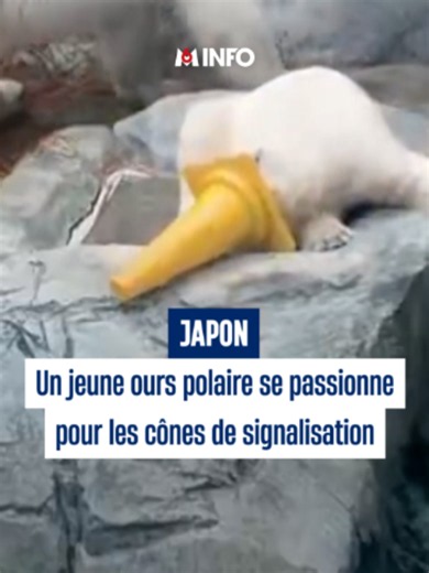 Dans un centre animalier au Japon, un jeune ours polaire a une drôle de passion : celle de se mettre des cônes de signalisation sur la tête. #s'informersurtiktok #info #actu #pourtoi