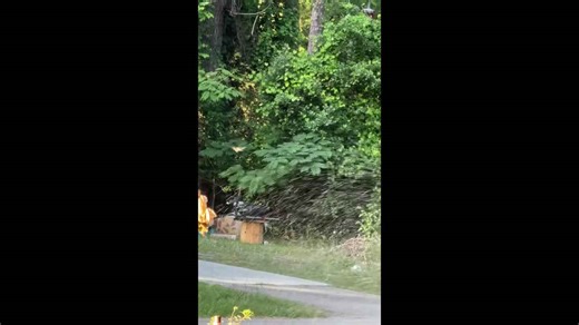 Hummingbird enjoys sprinkler shower in Valdosta, Georgia, USA