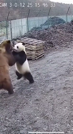 Grizzly vs Panda #panda #grizzlies #animals #cute