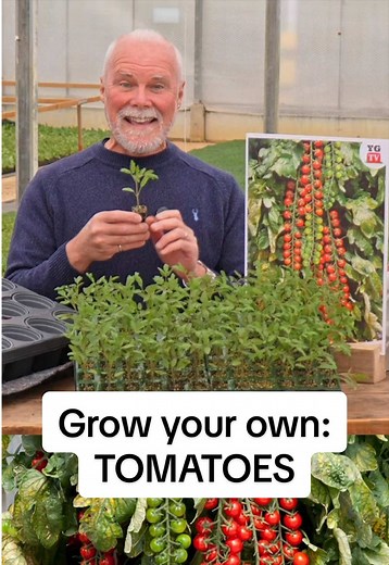 Tomato 'Rapunzel': Grow Sweet Cherry Tomatoes Easily
