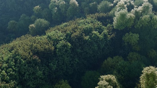 Dancing trees Free Vj loop