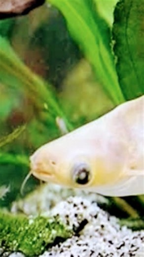 This Aquarium Fish Grow in Big Size #viralshort