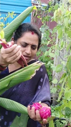 Dragon Fruits Harvest || TELUGU GARDEN VLOG