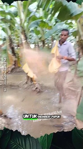 Tetap Memberi Pupuk Walau Sedang Banjir #shorts #buah #pisang