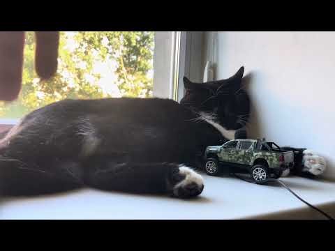 Cute Cat purring for relaxation and deep sleep. Cute Cat purring ASMR. Cat Purr. Sweet Purr 08