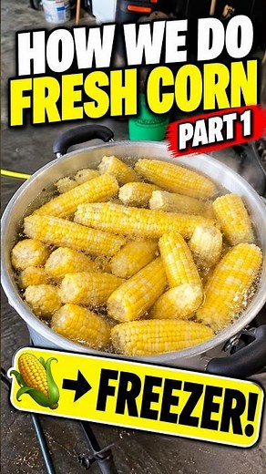 🌽 How To Freeze Fresh Sweet Corn for Winter! -Part 1 | Hey, Hey, It’s Corn Day