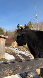 Cows have sensitive hearing, detecting a wider frequency range (around 23 Hz to 37 kHz) than humans, allowing them to hear high-pitched sounds and even ultrasounds, making them easily stressed by sudden loud noises like shouting or whistling. Their ability to rotate their ears helps them pinpoint sounds, but they're less adept at locating sound sources than humans, relying more on sight, so gentle, low-pitched human voices calm them and improve handling, while loud noises cause fear and increase