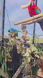 Eucalyptus melliodora, commonly known as yellow box, honey box or yellow ironbark is endemic to eastern Australia. They smell just like honey and are super sweet. The birds love this stuff. Natures candy. All parts of Eucalyptus tree's are safe for parrots | Eddie's Flight Club