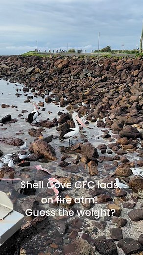 Massive Tuna of Shell Cove (NSW) atm. | Fishing Australia TV