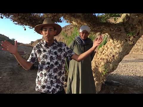 Sycamore: the National Tree of Ancient Egypt